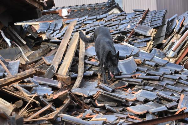 搜救犬发现日本地震后被困的老妇人