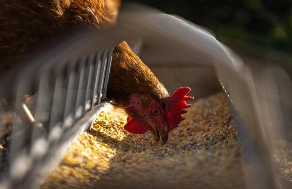 世界卫生组织:澳大利亚一名两岁女孩H5N1禽流感检测呈阳性