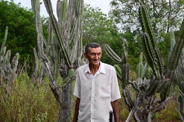 在巴西种植巨型仙人掌以避免沙漠化