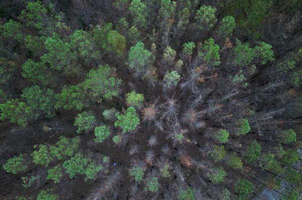 Trees with trunks blackened by forest fires are seen near the village of Setienes following an earlier outbreak of wildfires in northern Spain's Asturias region, August 24, 2023