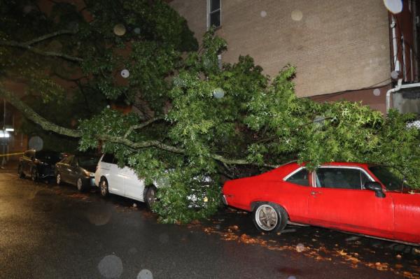 A large tree limb cracked at came to rest on top of a couple of cars. East 8th Street between Ditmas and Webster Ave 