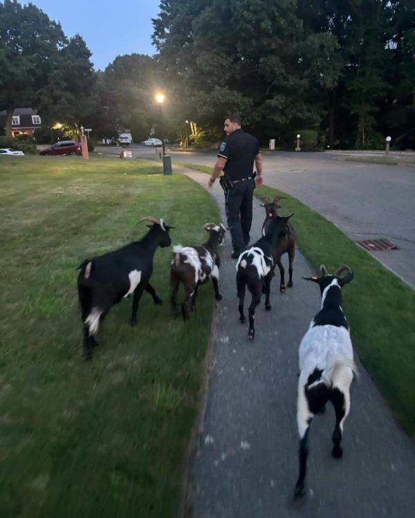 Five goats following a police officer.