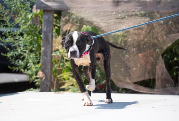 A dog being walked