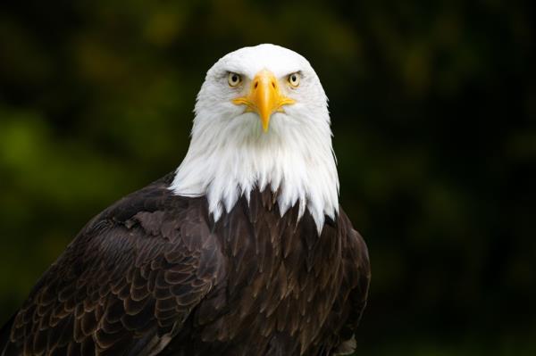 Bald eagle in close-up