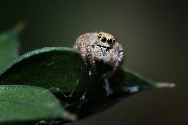 Jumping spiders are popular pets for bug enthuasiasts.