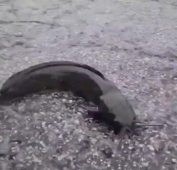 A catfish flopping on a street in St. Petersburg.