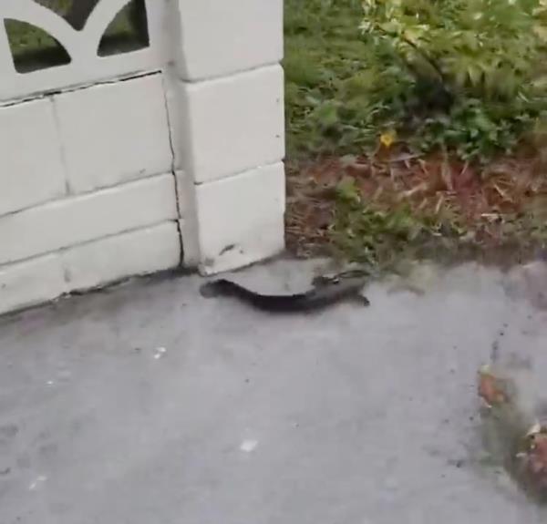 Catfish were spotted in flooded streets in Florida during Hurricane Debby.