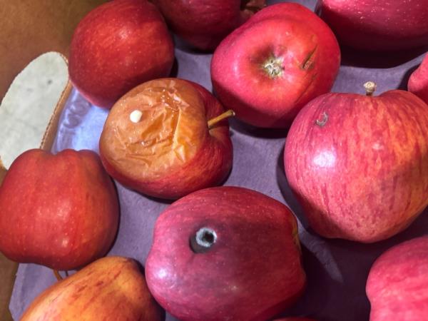 Trays of rotting red apples intended for DOE schools.