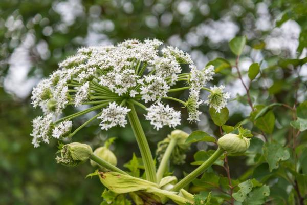 View of the hogweeds in a field.