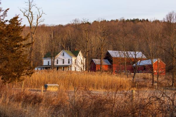 Large white country home and red barn seen in distance in a dry winter landscape, barren trees and dead brunch bordering and along road.