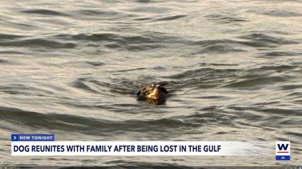 Ellie was spotted by an eagle-eyed yacht crew a<em></em>bout an hour after she went missing.