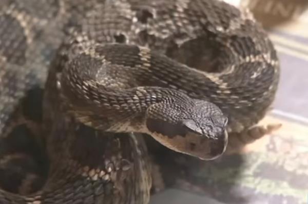 The snake was in the middle of the road when it bit the dad of one. 