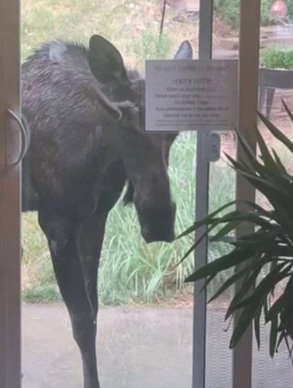 600 Pound Colorado Moose 