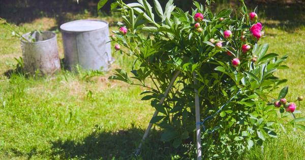 廉价的花园植物，“轻松”地生活了50年，根本不需要维护